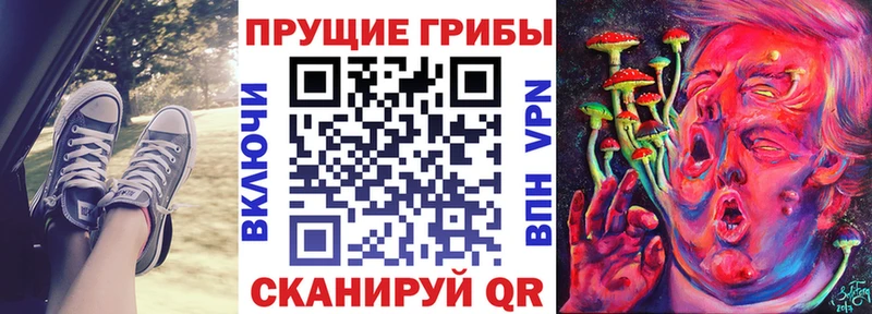 Псилоцибиновые грибы Psilocybe  купить   Сатка 